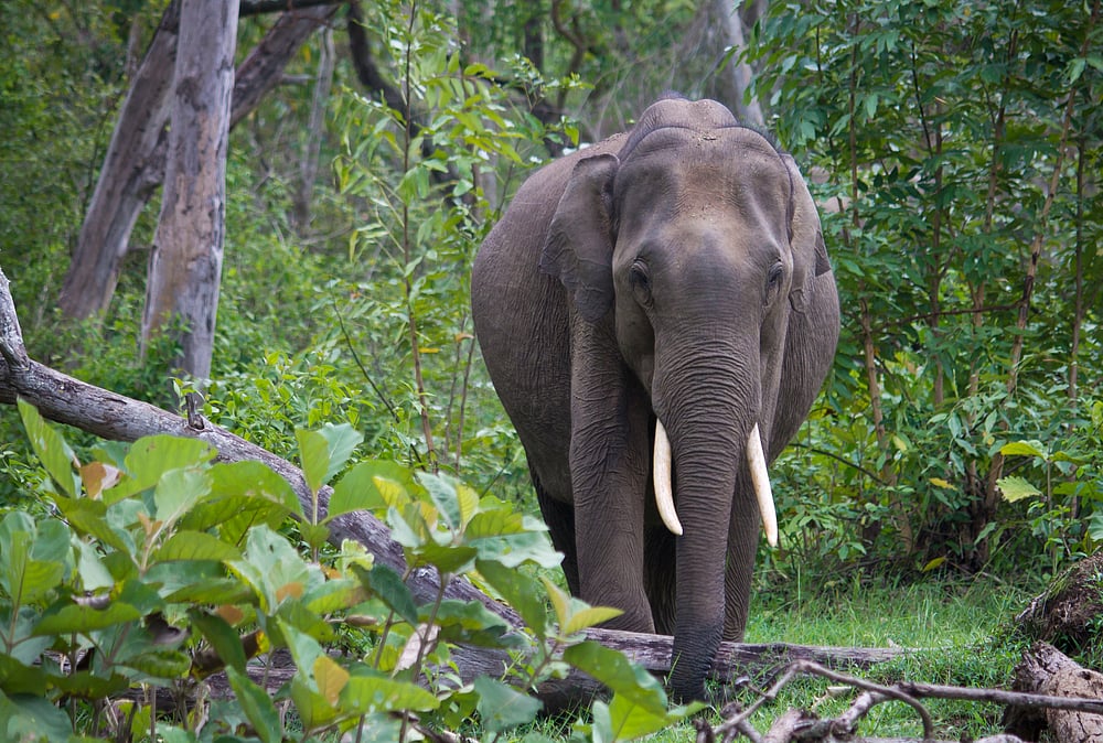 A wild Indian elephant  at Nagarhole National Park